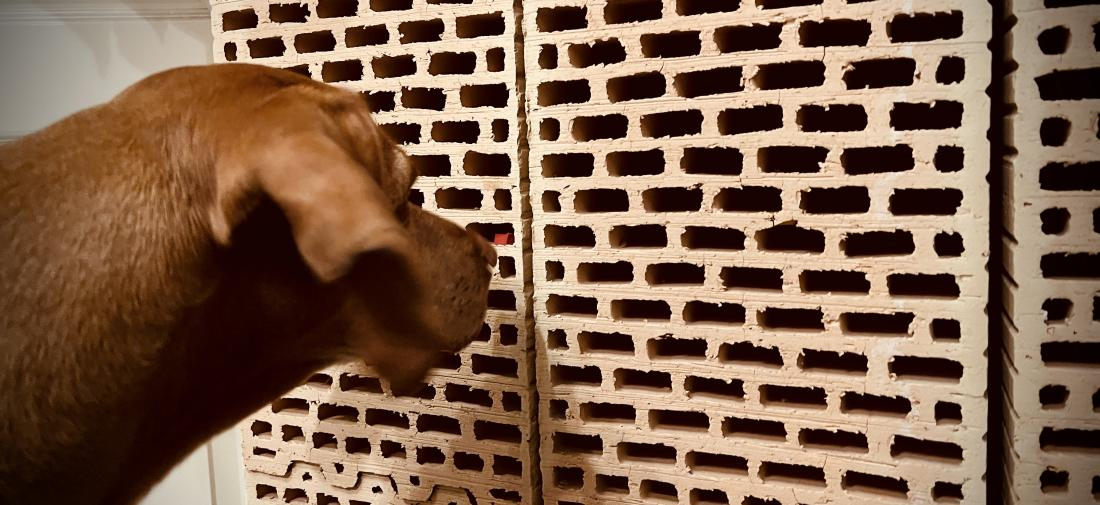 Scent Detection Modul 3