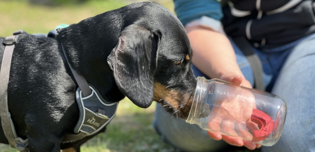 Scent Detection Modul 1